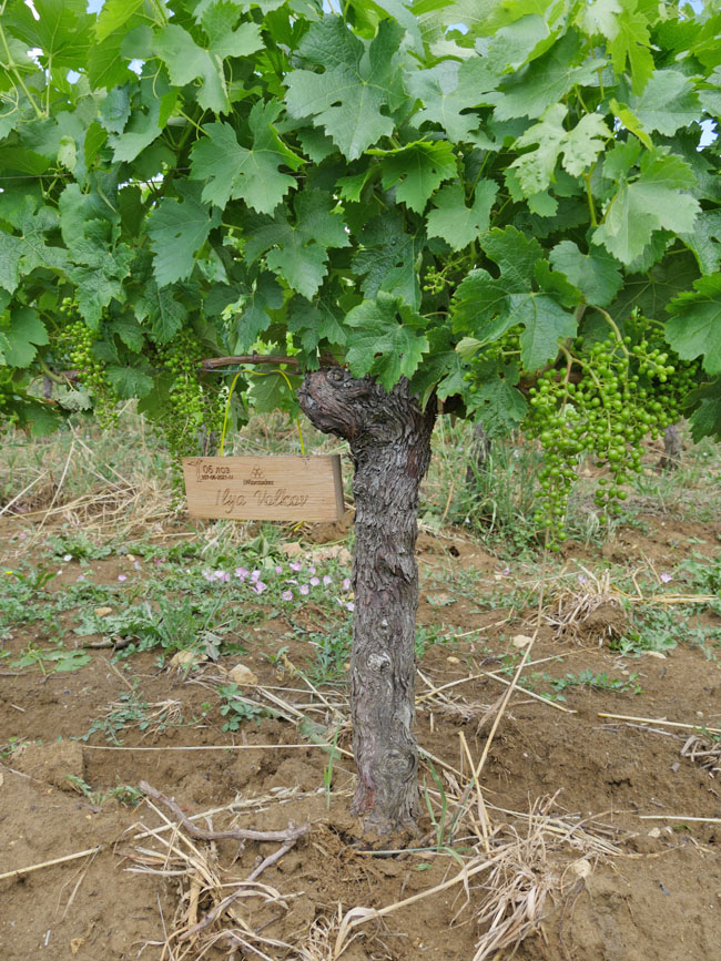 Виноградник на урожай